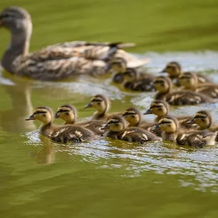 بيت للعطل Single-story By The Pond No 8 دارووفكو